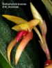Bulbophyllum levanae  (7)